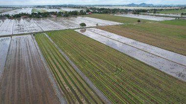 Malezya, Kedah 'daki Paddy Rice Tarlalarını tarayan traktörler
