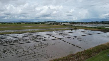 Malezya, Kedah 'daki Paddy Rice Tarlalarını tarayan traktörler
