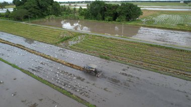 Malezya, Kedah 'daki Paddy Rice Tarlalarını tarayan traktörler