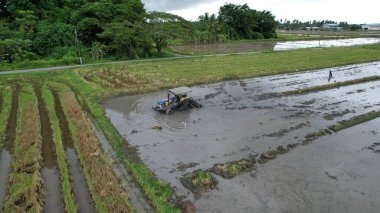 Malezya, Kedah 'daki Paddy Rice Tarlalarını tarayan traktörler