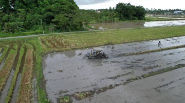 Malezya, Kedah 'daki Paddy Rice Tarlalarını tarayan traktörler