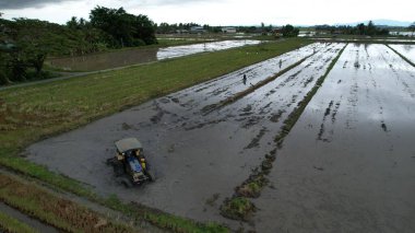 Malezya, Kedah 'daki Paddy Rice Tarlalarını tarayan traktörler