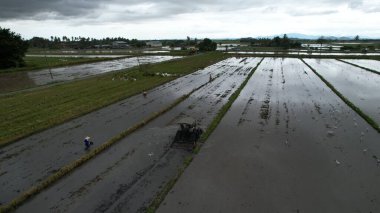 Malezya, Kedah 'daki Paddy Rice Tarlalarını tarayan traktörler