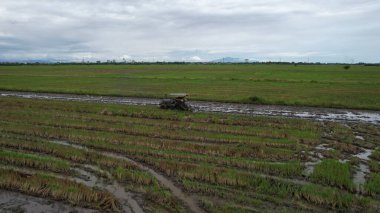 Malezya, Kedah 'daki Paddy Rice Tarlalarını tarayan traktörler