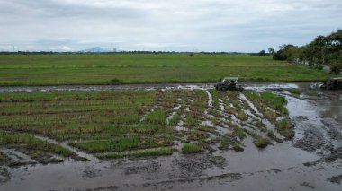 Malezya, Kedah 'daki Paddy Rice Tarlalarını tarayan traktörler
