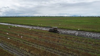 Malezya, Kedah 'daki Paddy Rice Tarlalarını tarayan traktörler