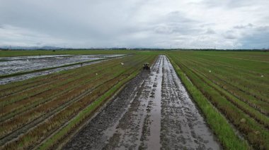 Malezya, Kedah 'daki Paddy Rice Tarlalarını tarayan traktörler