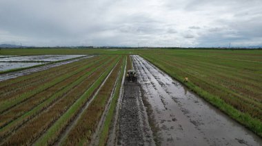 Malezya, Kedah 'daki Paddy Rice Tarlalarını tarayan traktörler