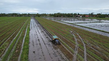 Malezya, Kedah 'daki Paddy Rice Tarlalarını tarayan traktörler