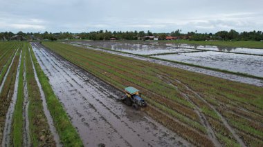 Malezya, Kedah 'daki Paddy Rice Tarlalarını tarayan traktörler