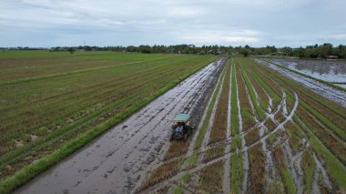 Malezya, Kedah 'daki Paddy Rice Tarlalarını tarayan traktörler