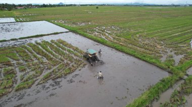 Malezya, Kedah 'daki Paddy Rice Tarlalarını tarayan traktörler