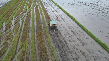 Malezya, Kedah 'daki Paddy Rice Tarlalarını tarayan traktörler