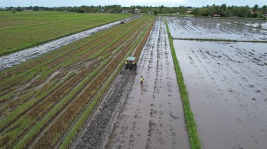 Malezya, Kedah 'daki Paddy Rice Tarlalarını tarayan traktörler
