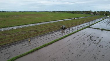 Malezya, Kedah 'daki Paddy Rice Tarlalarını tarayan traktörler