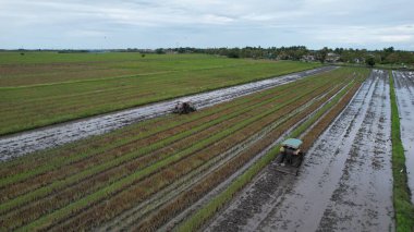 Malezya, Kedah 'daki Paddy Rice Tarlalarını tarayan traktörler
