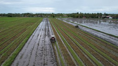 Malezya, Kedah 'daki Paddy Rice Tarlalarını tarayan traktörler