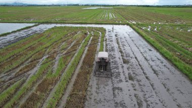 Malezya, Kedah 'daki Paddy Rice Tarlalarını tarayan traktörler