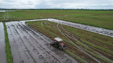 Malezya, Kedah 'daki Paddy Rice Tarlalarını tarayan traktörler