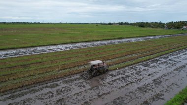 Malezya, Kedah 'daki Paddy Rice Tarlalarını tarayan traktörler