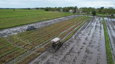 Malezya, Kedah 'daki Paddy Rice Tarlalarını tarayan traktörler