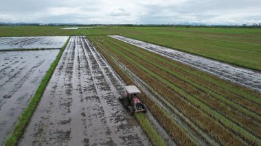 Malezya, Kedah 'daki Paddy Rice Tarlalarını tarayan traktörler