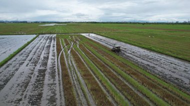 Malezya, Kedah 'daki Paddy Rice Tarlalarını tarayan traktörler