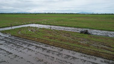 Malezya, Kedah 'daki Paddy Rice Tarlalarını tarayan traktörler