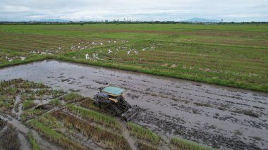 Malezya, Kedah 'daki Paddy Rice Tarlalarını tarayan traktörler