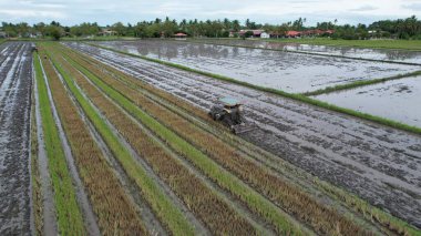 Malezya, Kedah 'daki Paddy Rice Tarlalarını tarayan traktörler