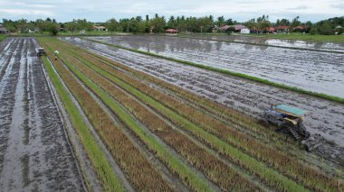 Malezya, Kedah 'daki Paddy Rice Tarlalarını tarayan traktörler