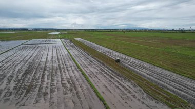 Malezya, Kedah 'daki Paddy Rice Tarlalarını tarayan traktörler
