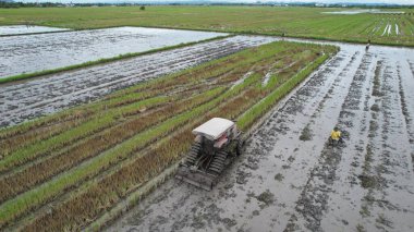 Malezya, Kedah 'daki Paddy Rice Tarlalarını tarayan traktörler
