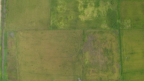 Kedah Malezya Nın Paddy Pirinç Tarlaları — Stok fotoğraf