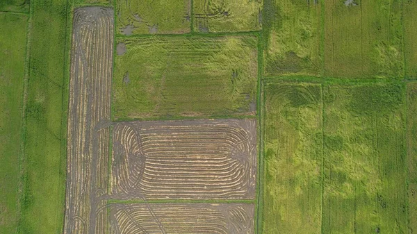 Paddy Rice Fields Kedah Μαλαισία — Φωτογραφία Αρχείου