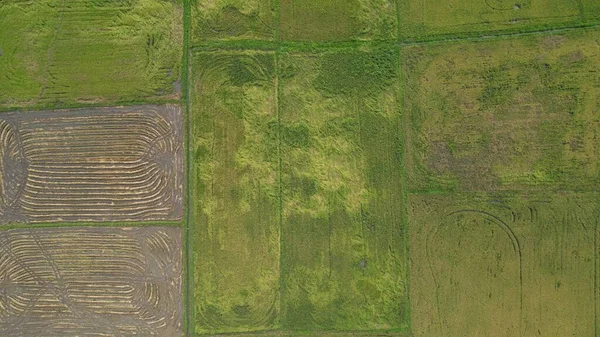 Kedah Malezya Nın Paddy Pirinç Tarlaları — Stok fotoğraf