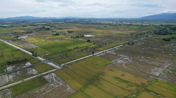 Kedah, Malezya 'nın Paddy Pirinç Tarlaları