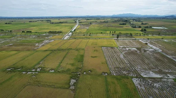 Kedah Malezya Nın Paddy Pirinç Tarlaları — Stok fotoğraf