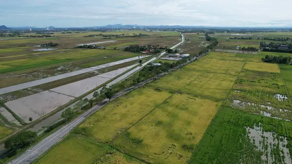 Kedah Malezya Nın Paddy Pirinç Tarlaları — Stok fotoğraf