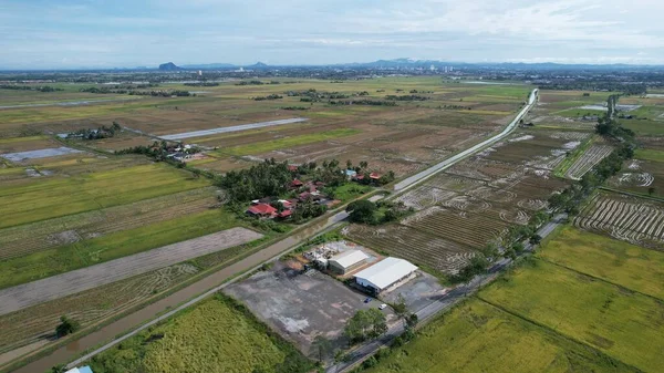 Campos Arroz Paddy Kedah Malásia — Fotografia de Stock