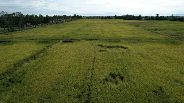 Ciągniki Orające Paddy Rice Fields Kedah Malezja — Zdjęcie stockowe