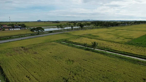 Traktorer Plogning Paddy Rice Fields Kedah Malaysia — Stockfoto