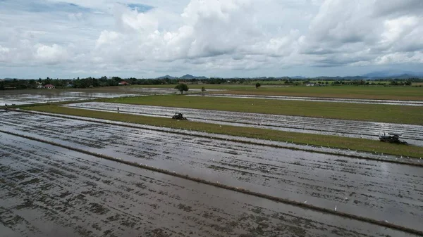 Malezya, Kedah 'daki Paddy Rice Tarlalarını tarayan traktörler