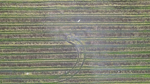 Tractors Ploughing Paddy Rice Fields Kedah Malaysia — Stock Photo, Image