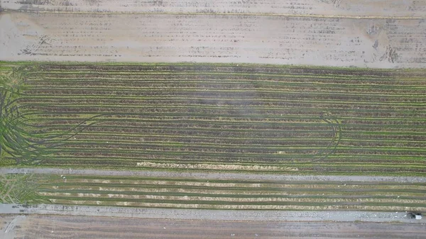 Tractors Ploughing Paddy Rice Fields Kedah Μαλαισία — Φωτογραφία Αρχείου