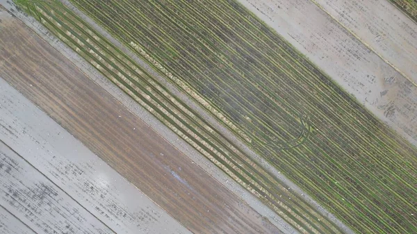 Ciągniki Orające Paddy Rice Fields Kedah Malezja — Zdjęcie stockowe