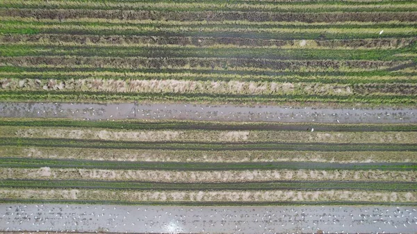 Malezya Kedah Daki Paddy Rice Tarlalarını Tarayan Traktörler — Stok fotoğraf