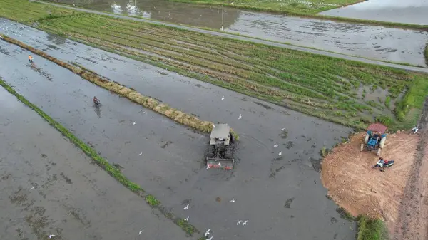 Tractores Arar Campos Arroz Paddy Kedah Malásia — Fotografia de Stock