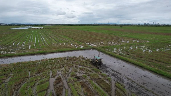 Malezya, Kedah 'daki Paddy Rice Tarlalarını tarayan traktörler