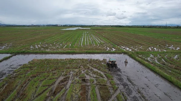 Malezya, Kedah 'daki Paddy Rice Tarlalarını tarayan traktörler